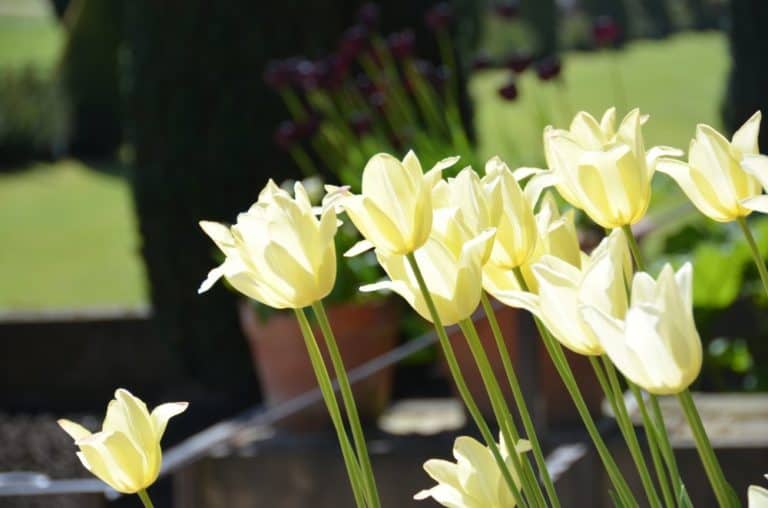 Inghilterra, Chatsworth – tulipani, maggio 2013