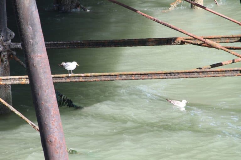 England, Eastbourne – playing seagulls, July 2014 (Eastbourne)