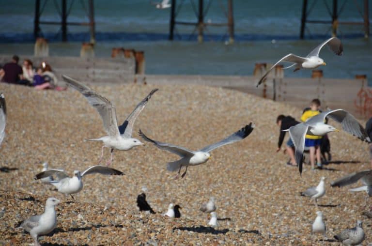 England, Eastbourne – flying seagulls, July 2014 (Eastbourne)