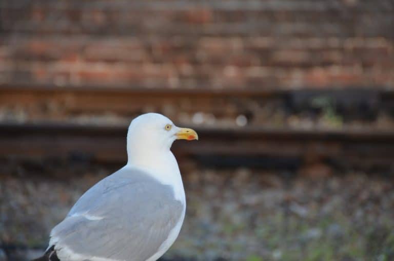 England, Eastbourne – profile of a seagull, July 2014 (Eastbourne)