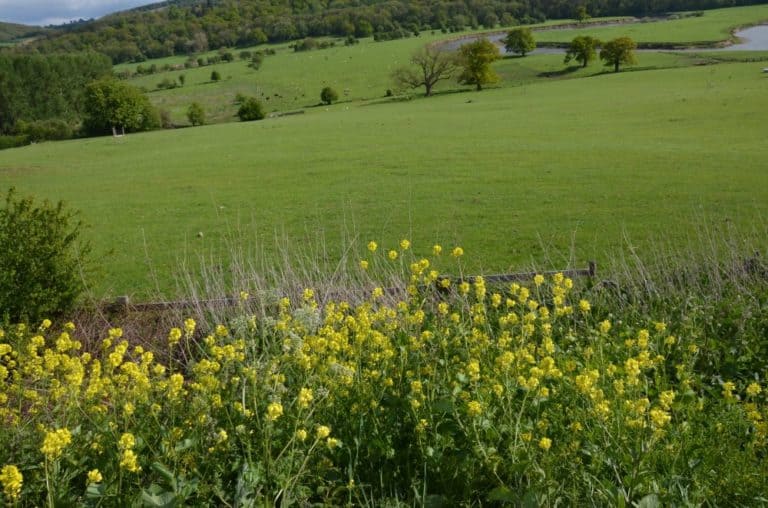 Inghilterra, Iron Bridge – fiori gialli, maggio 2013