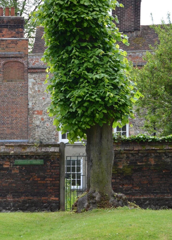 Inghilterra, Rochester – giardino, giugno 2013