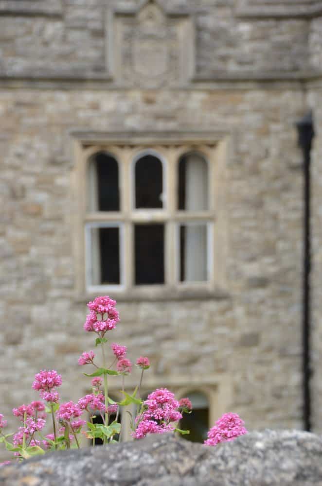Inghilterra, Rochester – fiore e finestra, giugno 2013