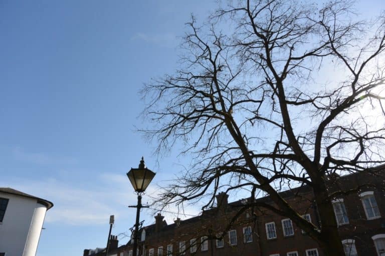 St.Albans – albero, lampione e cielo blu, Mar.2015