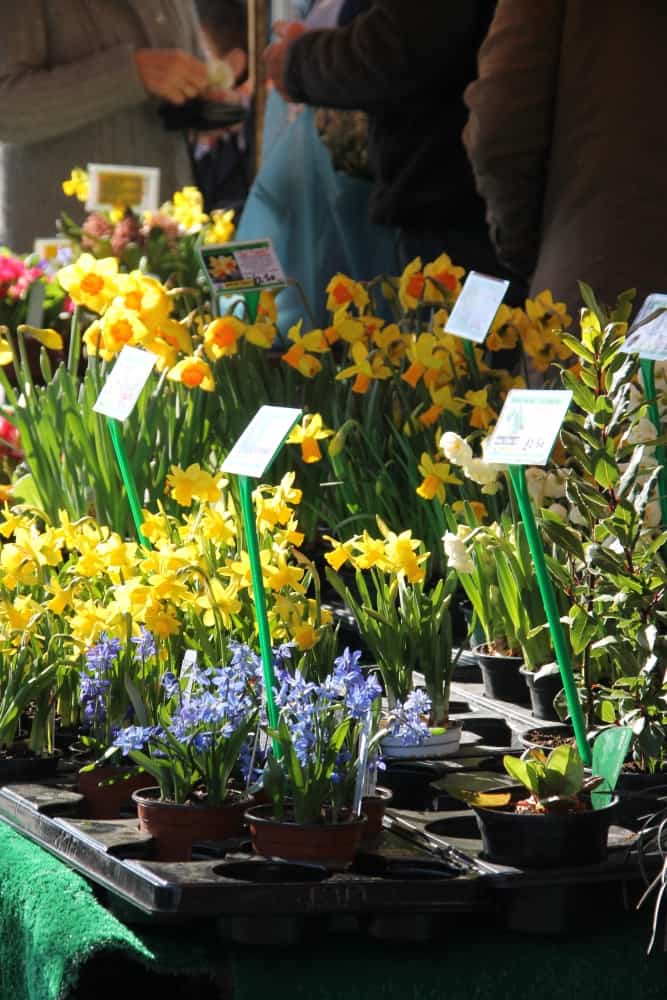 St.Albans – bancarella di fiori, Mar.2015