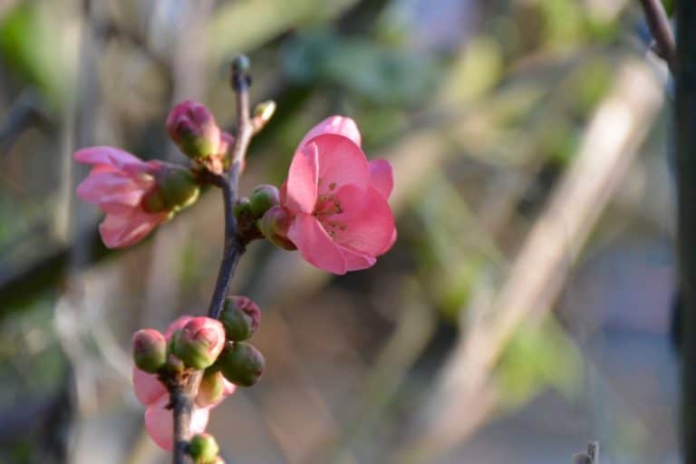 St.Albans – fiori, Mar.2015