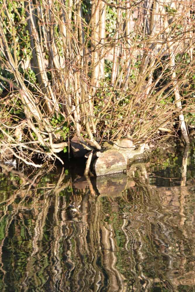 St.Albans – riflesso, Mar.2015