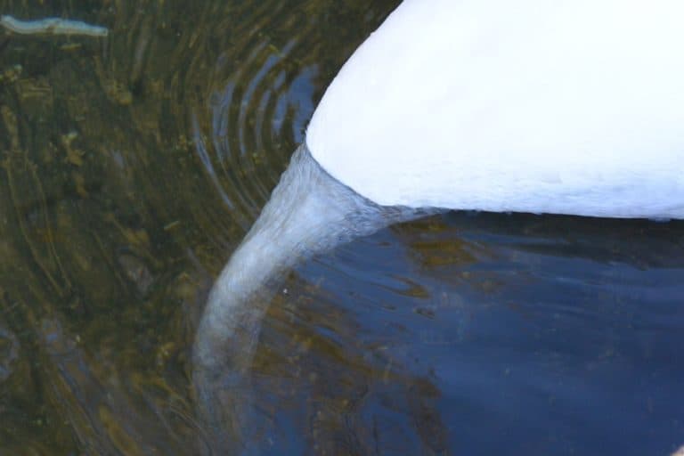 St.Albans – cigno, Mar.2015
