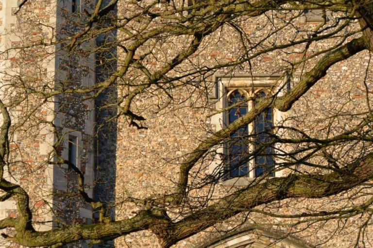 St.Albans – rami e una finestra, Mar.2015