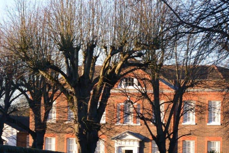 St.Albans – casa di mattoni e alberi, Mar.2015