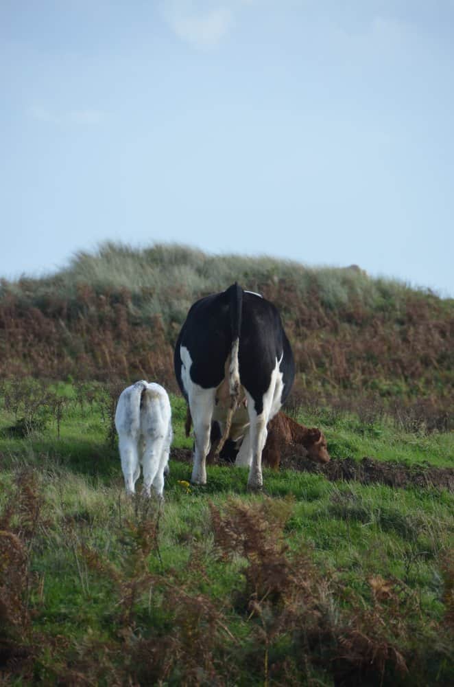 Inghilterra, Walney – genitore e figlio, ottobre 2013