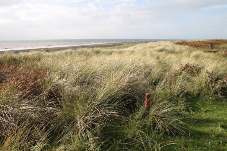 Inghilterra, Walney – erba e mare, ottobre 2013