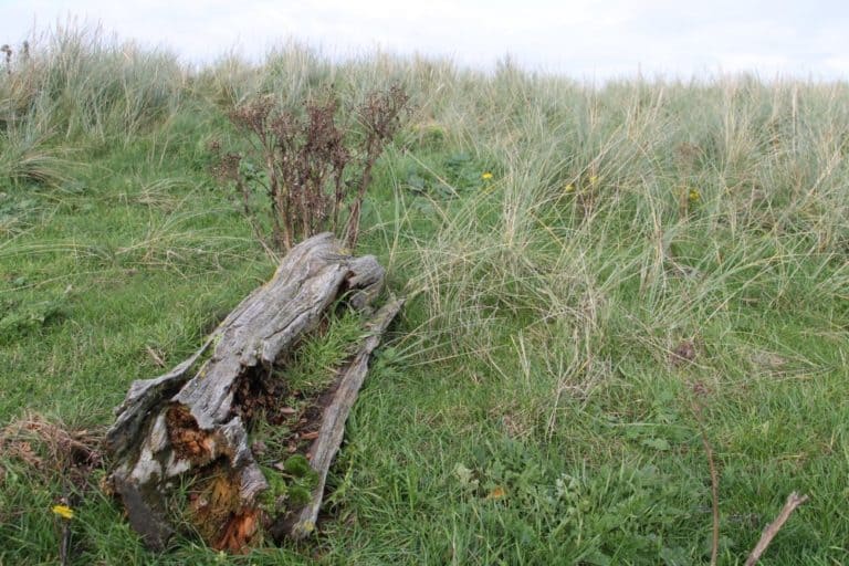 Inghilterra, Walney – natura, ottobre 2013