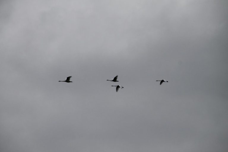Inghilterra, Walney – uccelli, ottobre 2013