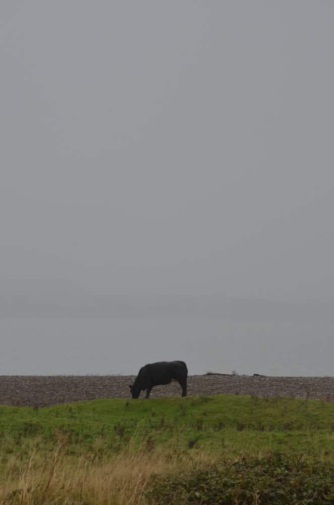 Inghilterra, Walney – solitario, ottobre 2013