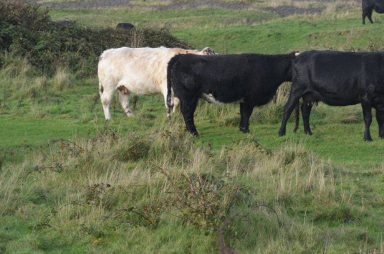 Inghilterra, Walney – due neri e un bianco, ottobre 2013