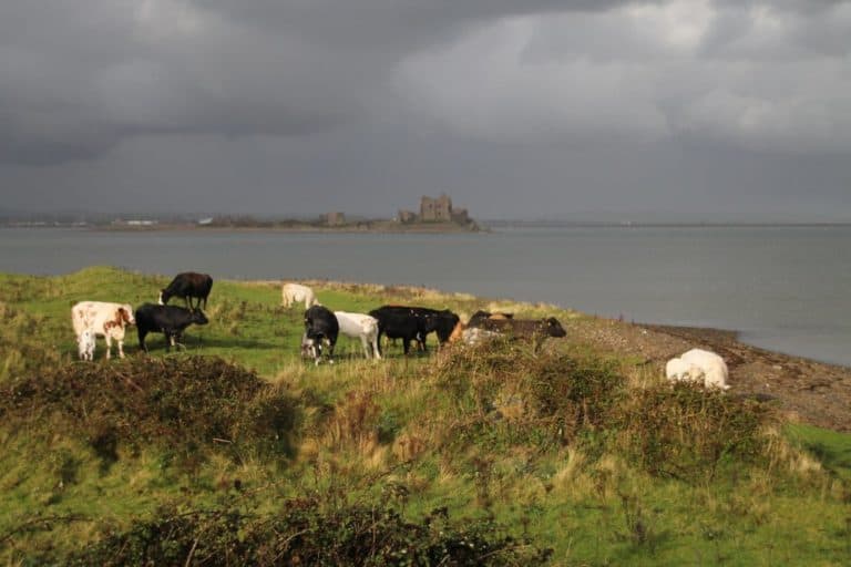 Inghilterra, Walney – luce sulle mucche, ottobre 2013