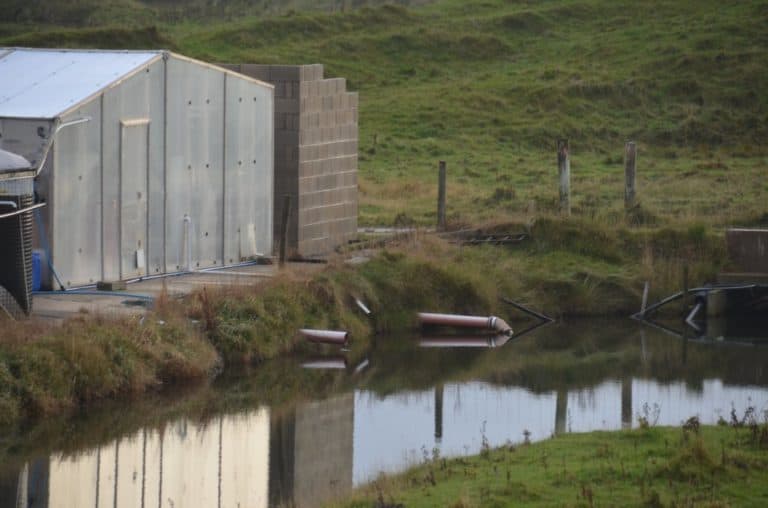 Inghilterra, Walney – allevamento di ostriche, ottobre 2013