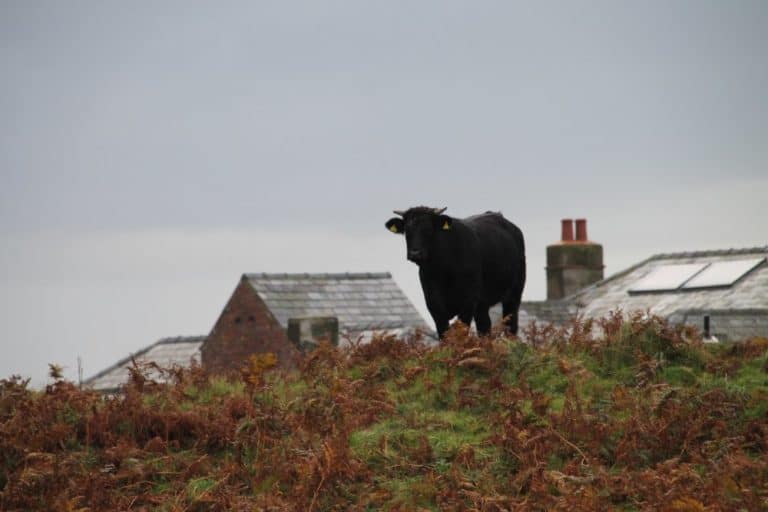 Inghilterra, Walney – bovino nero, ottobre 2013