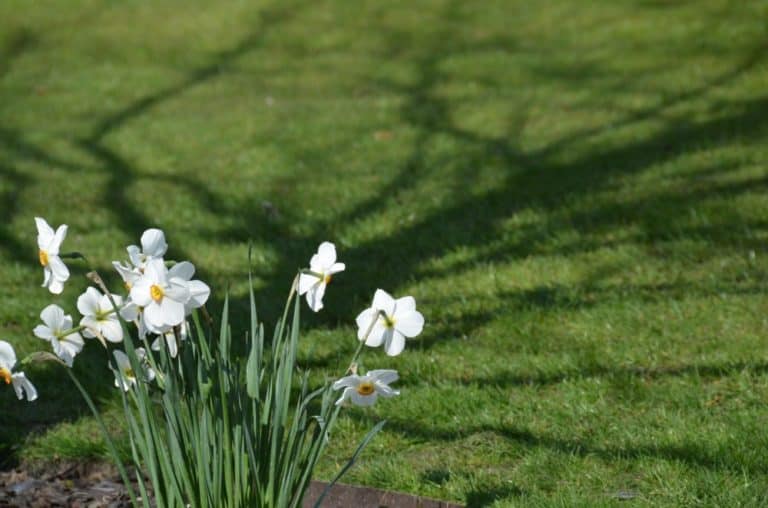 Inghilterra, Windsor  – fiori e ombra, mar.2014 (Windsor)