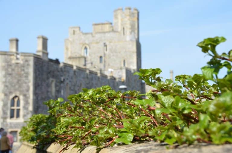 Inghilterra, Windsor  – piante, mar.2014 (Windsor)