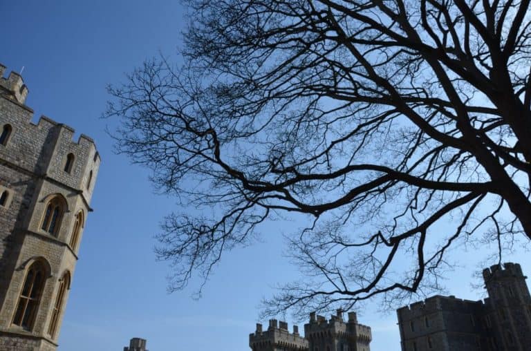 Inghilterra, Windsor  – albero, mar.2014 (Windsor)