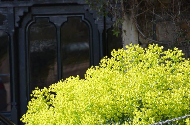 Inghilterra, Windsor  – giallo verde, mar.2014 (Windsor)