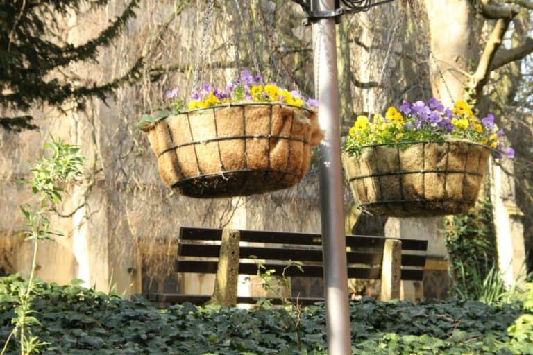 Inghilterra, Windsor  – cesti di fiori, mar.2014 (Windsor)