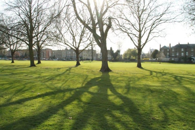 Inghilterra, Windsor  – ombre di alberi, mar.2014 (Windsor)