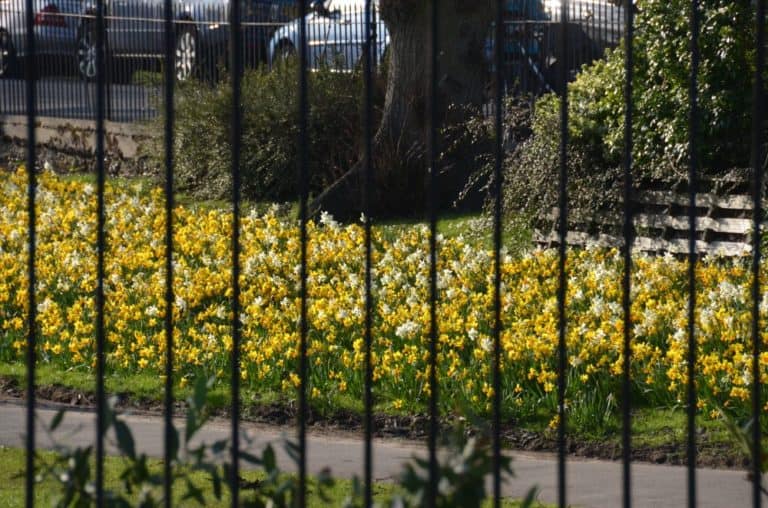 Inghilterra, Windsor  – giallo, mar.2014 (Windsor)