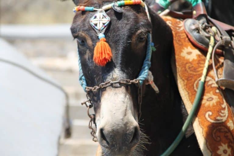 Paseo en burro