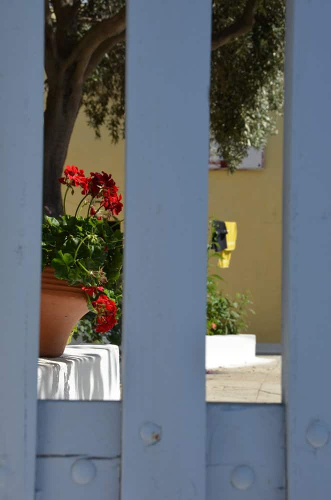 Greece, Santorini, Fira – flower pot, Aug. 2013 (Santorini)