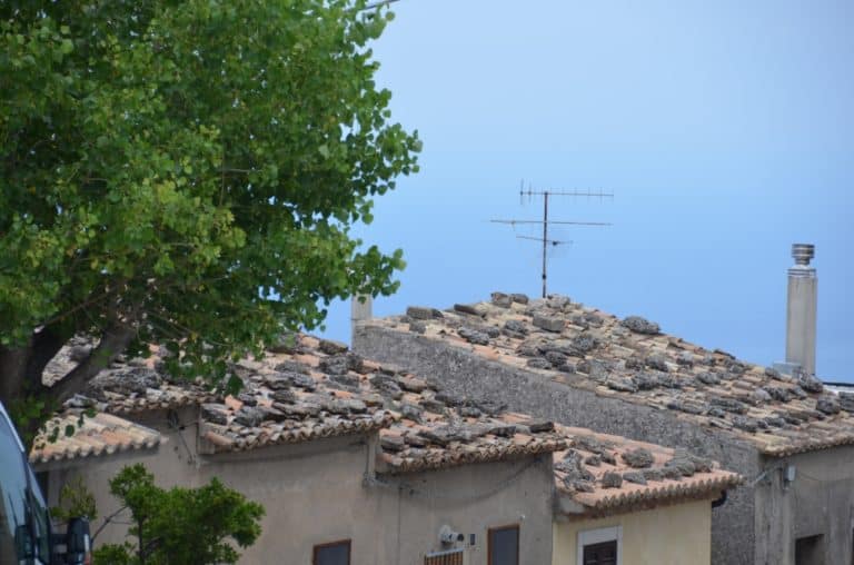 Gerace – albero e tetti, Luglio 2015 (Calabria)