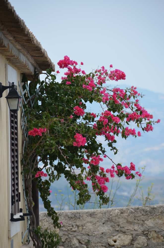 Gerace – fiori rosa, Luglio 2015 (Calabria)
