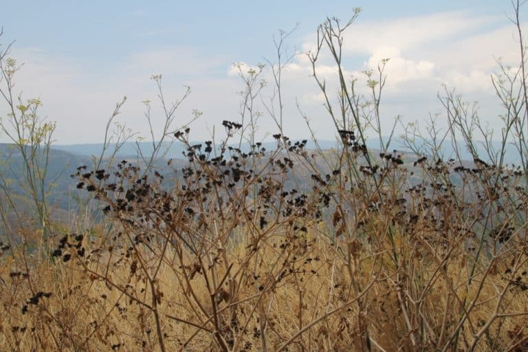 Gerace – natura, Luglio 2015 (Calabria)