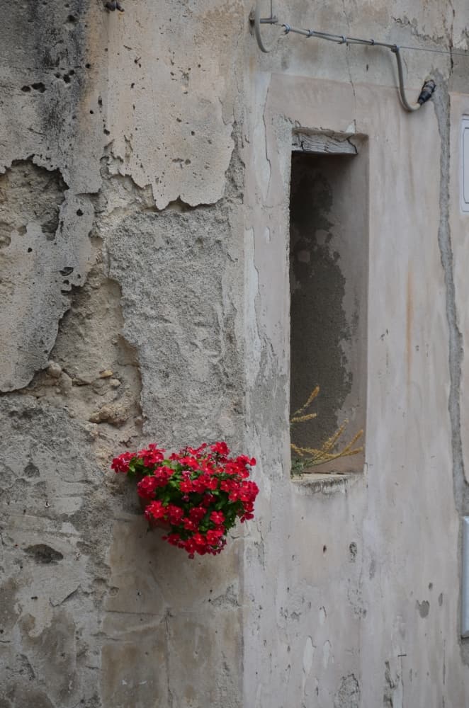 Gerace – flowers on the wall, July 2015 (Calabria)