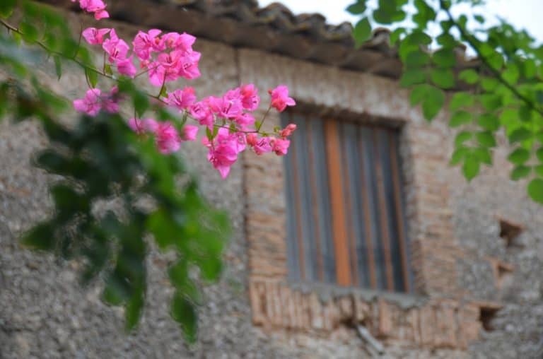 Gerace – rosa, Luglio 2015 (Calabria)
