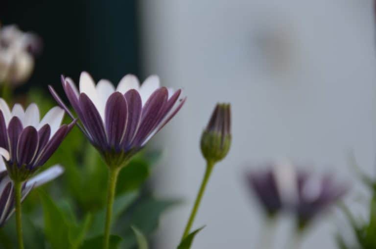 Spain, Getxo – flowers, May 2014 (Getxo)