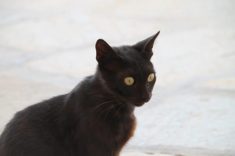 Grecia, Delos – gatto nero, settembre 2013