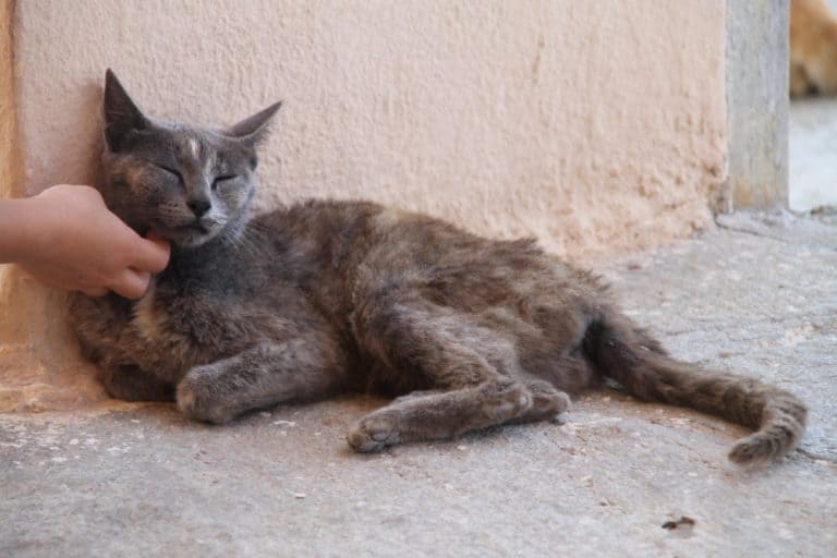 Greece, Delos – comfortable cat, Sept.2013
