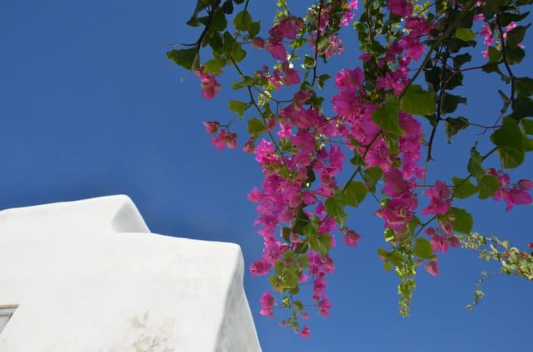 Grecia, Mykonos – bianco, blu e rosa, settembre 2013 (Mykonos)