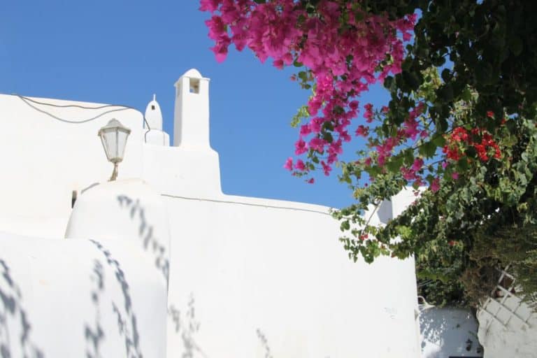 Grecia, Mykonos – fiori e ombra, settembre 2013 (Mykonos)