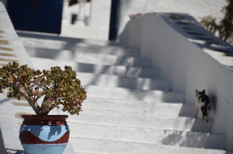Greece, Mykonos – pot, cat and stairs, Sept.2013 (Mykonos)