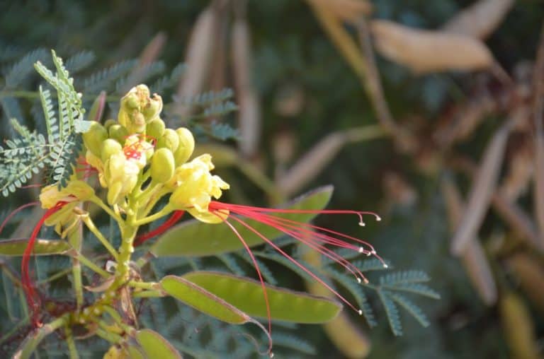 Greece, Santorini, Pyrgos – flower, Aug.2013 (Santorini)