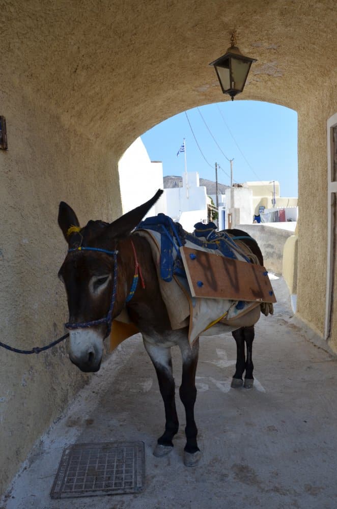 Greece, Santorini, Pyrgos – donkey, Aug.2013 (Santorini)