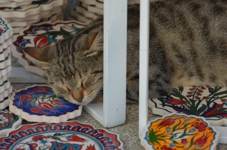 Greece, Santorini, Pyrgos – cat, Aug.2013 (Santorini)