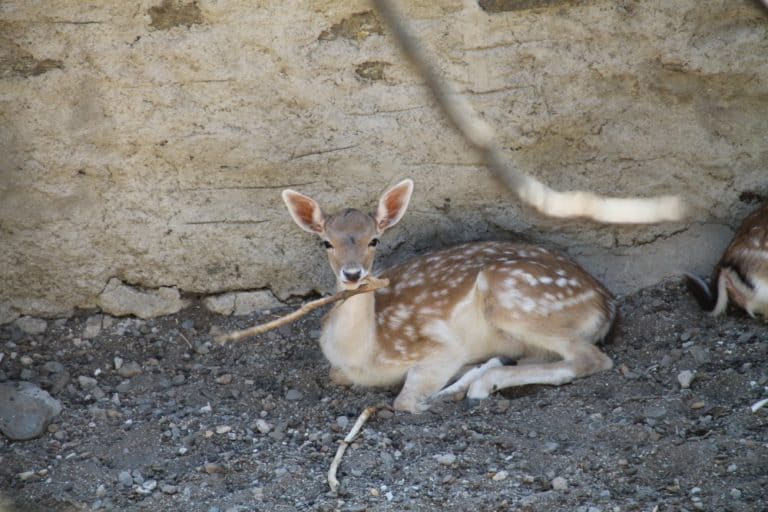 Greece, Tinos – Bambi, Sept.2013