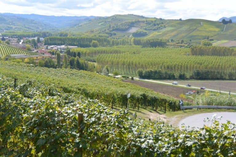 Grinzane Cavour – vigna, Ott.2015 (Piemonte)