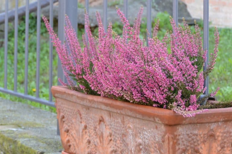 Grinzane Cavour – rosa, Ott.2015 (Piemonte)