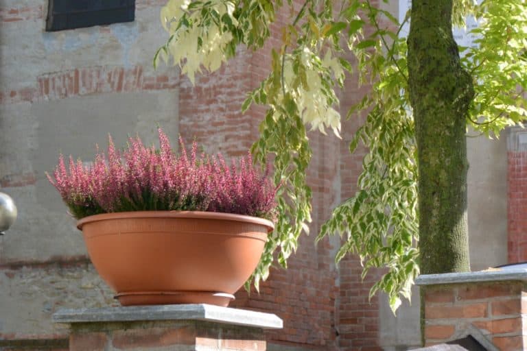 Grinzane Cavour – vaso di fiori, Ott.2015 (Piemonte)